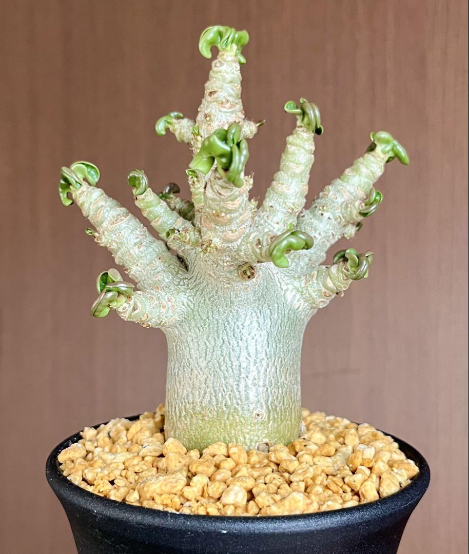 高級ブランド 極美/獅子葉/アデニウム】Dorset メルカリ - 鉢植えA-2 Adenium Horn 塊根植物・コーデックス