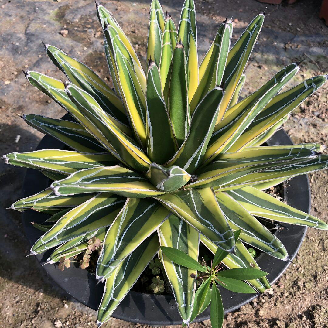 アガベ agave チタノタ 世の雪四季極上錦 極上大株 冠幅27cm