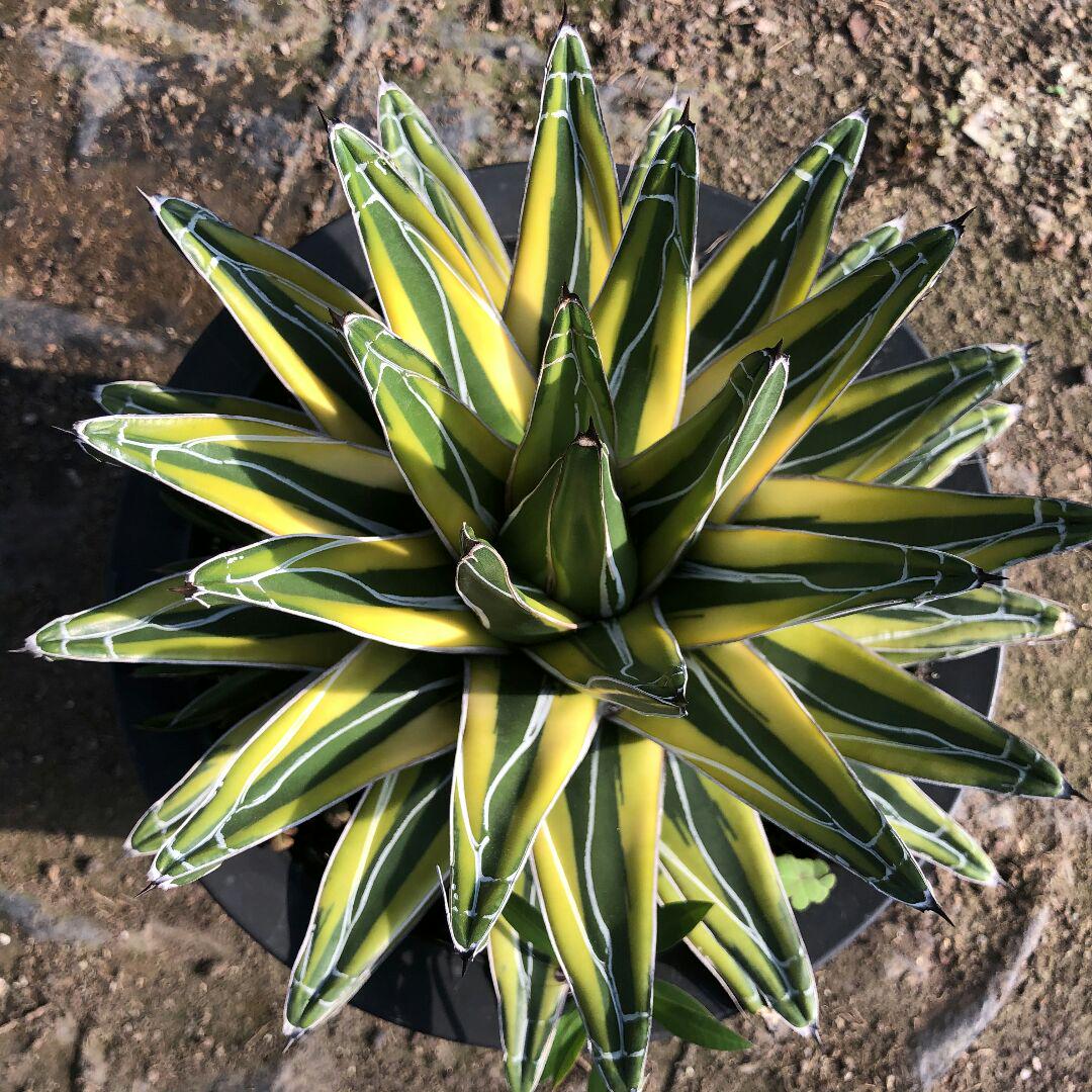 アガベ agave チタノタ 世の雪四季極上錦 極上大株 冠幅27cm