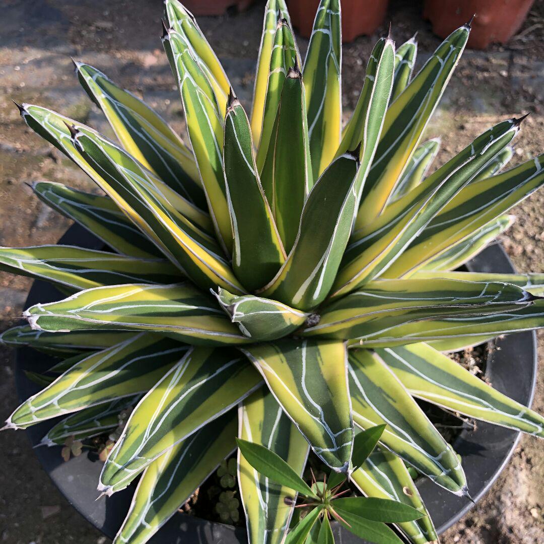 アガベ agave チタノタ 世の雪四季極上錦 極上大株 冠幅27cm