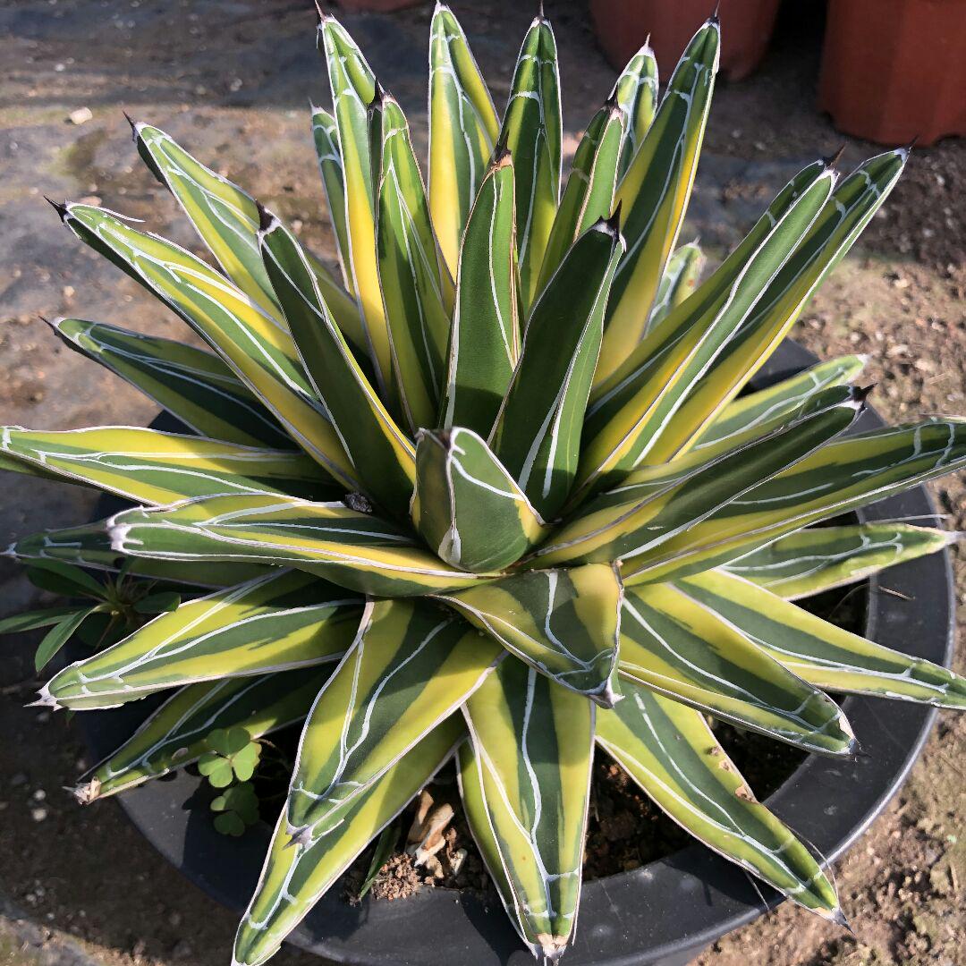 アガベ agave チタノタ 世の雪四季極上錦 極上大株 冠幅27cm