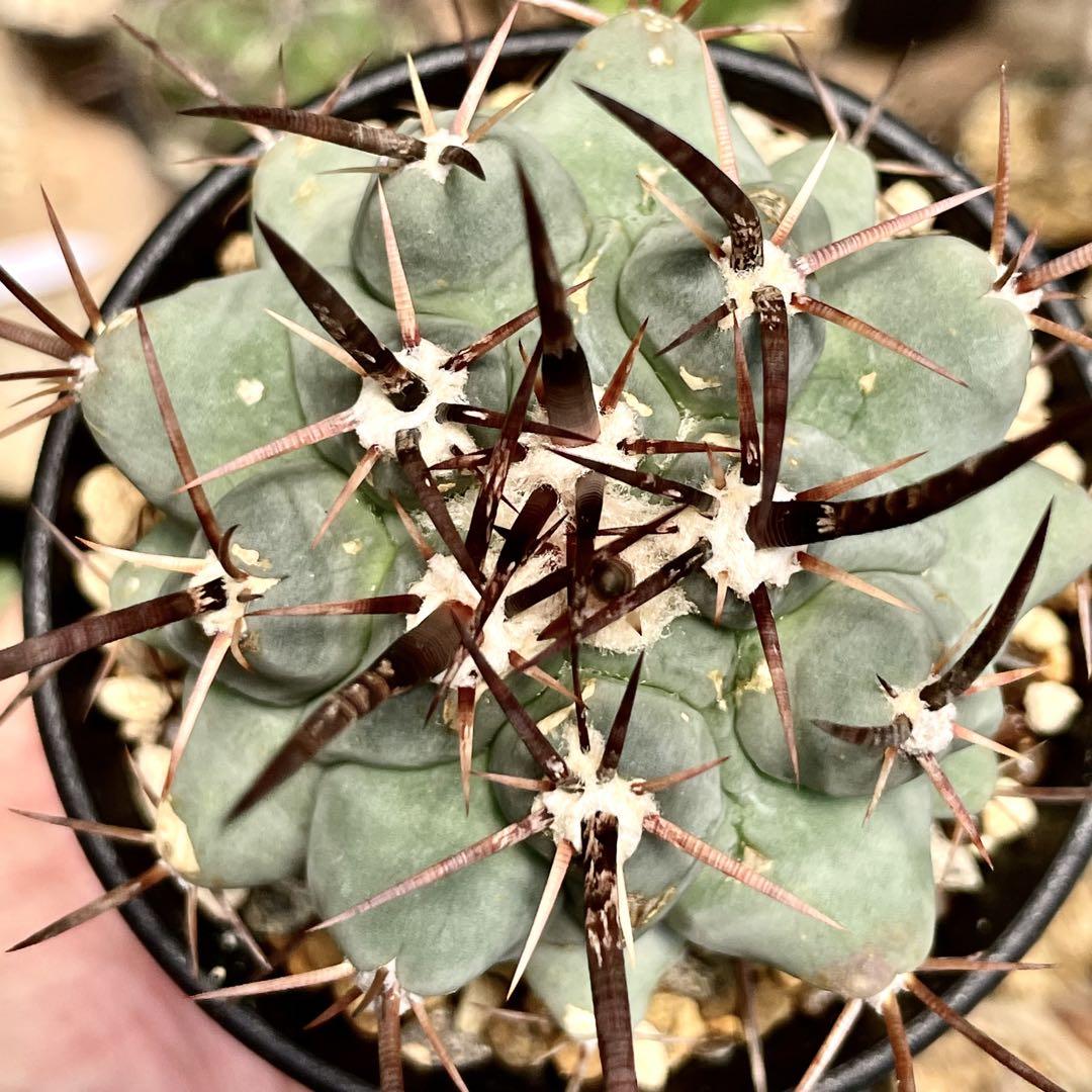 超 特 良！テロカクタス 鶴巣丸 鉢ごと発送 サボテン多肉植物