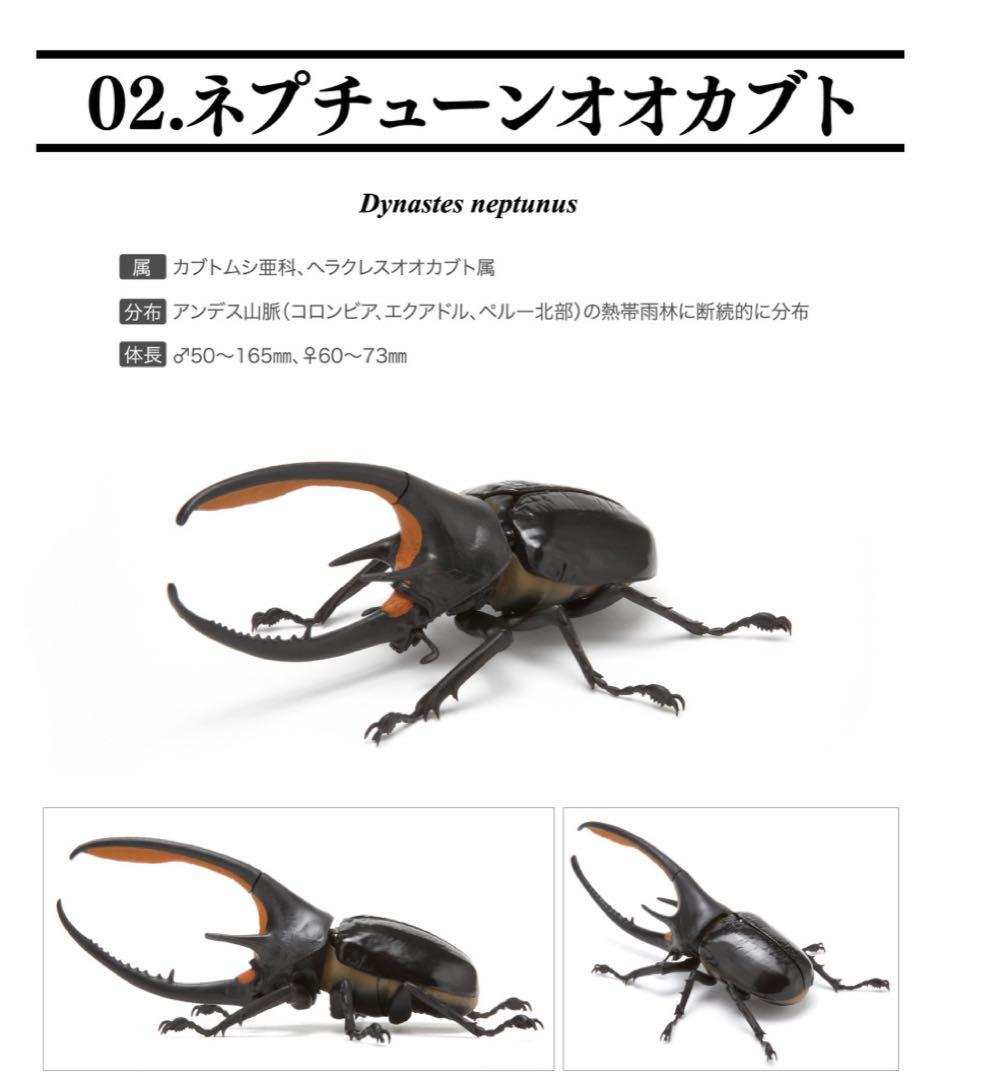 特別オファー いきもの大図鑑 かぶとむし03［02 ネプチューンオオカブト トランプ