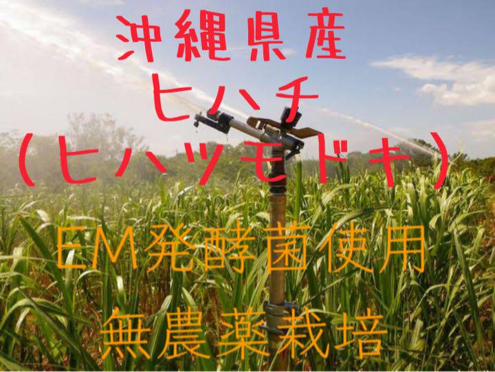 沖縄県産!! ヒハチ