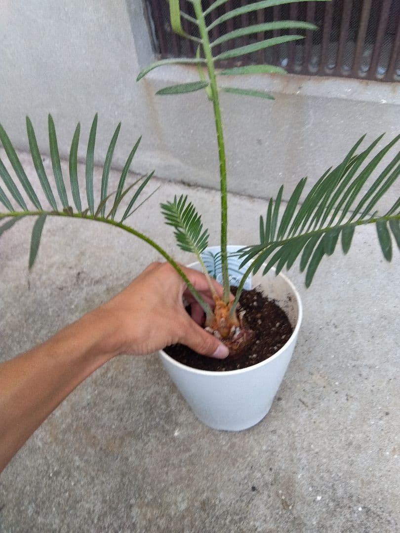 タイシルバー 5号鉢つき