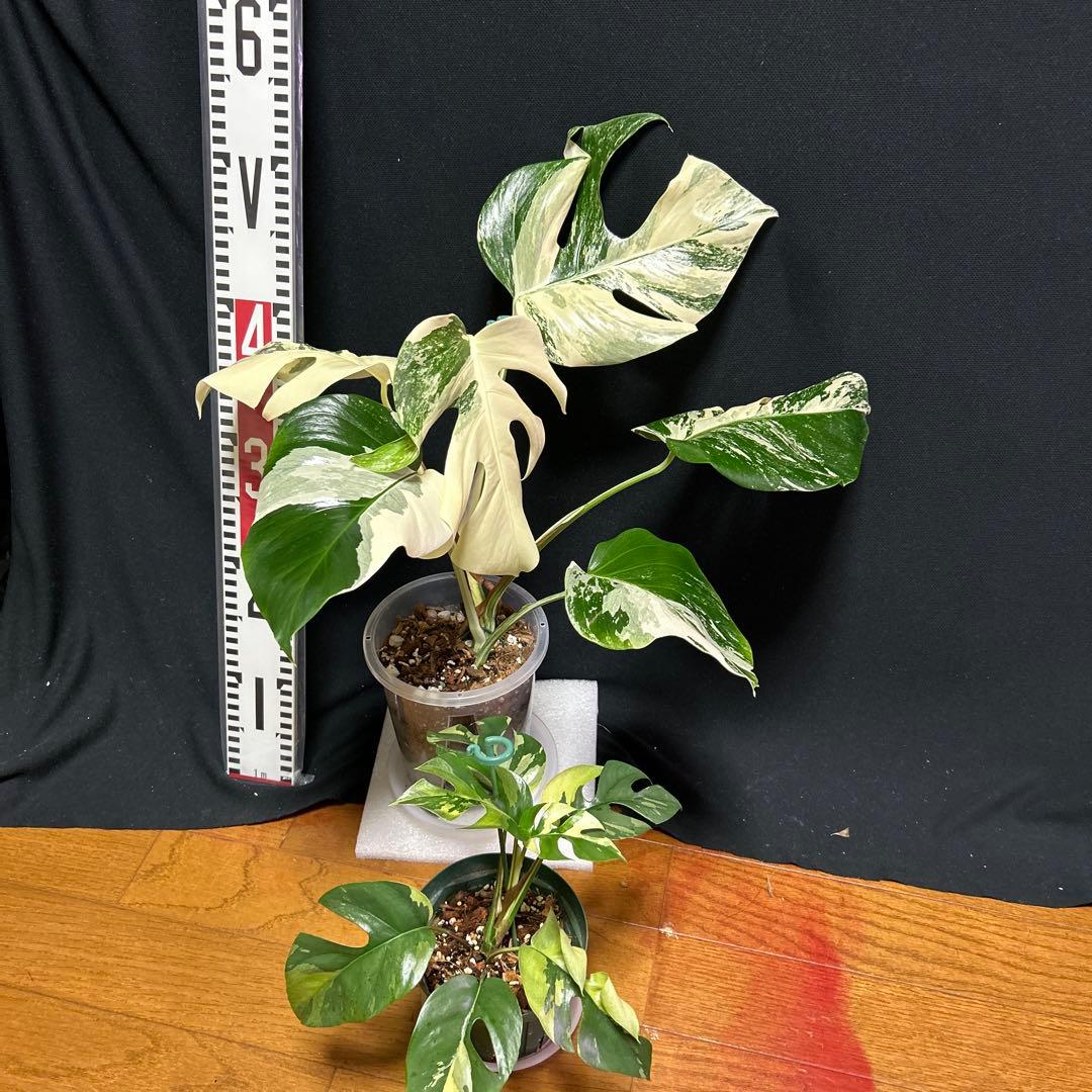 斑入りモンステラボルシギアナホワイトタイガー斑入り姫モンステラアルボセット目立った傷や汚れなし