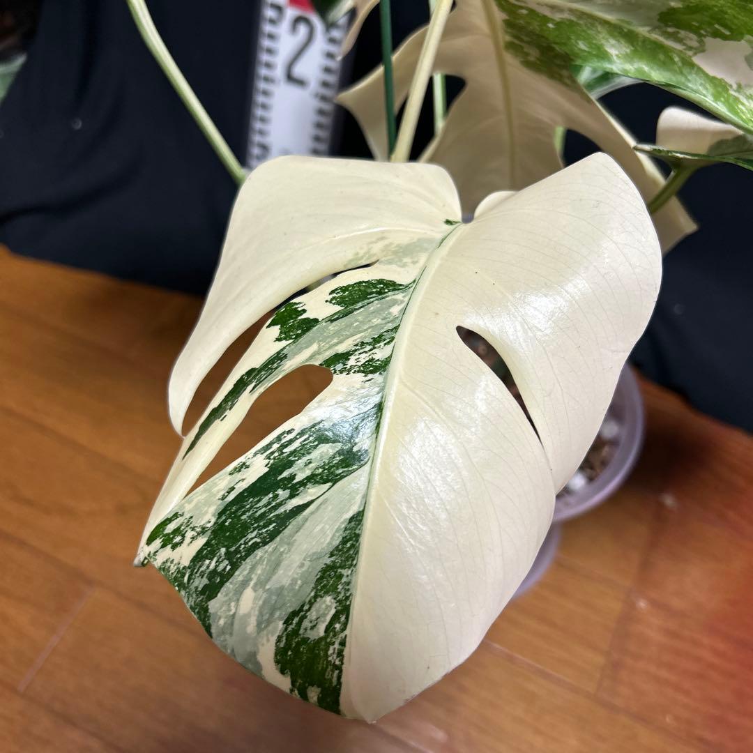 斑入りモンステラボルシギアナホワイトタイガー斑入り姫モンステラアルボセット目立った傷や汚れなし