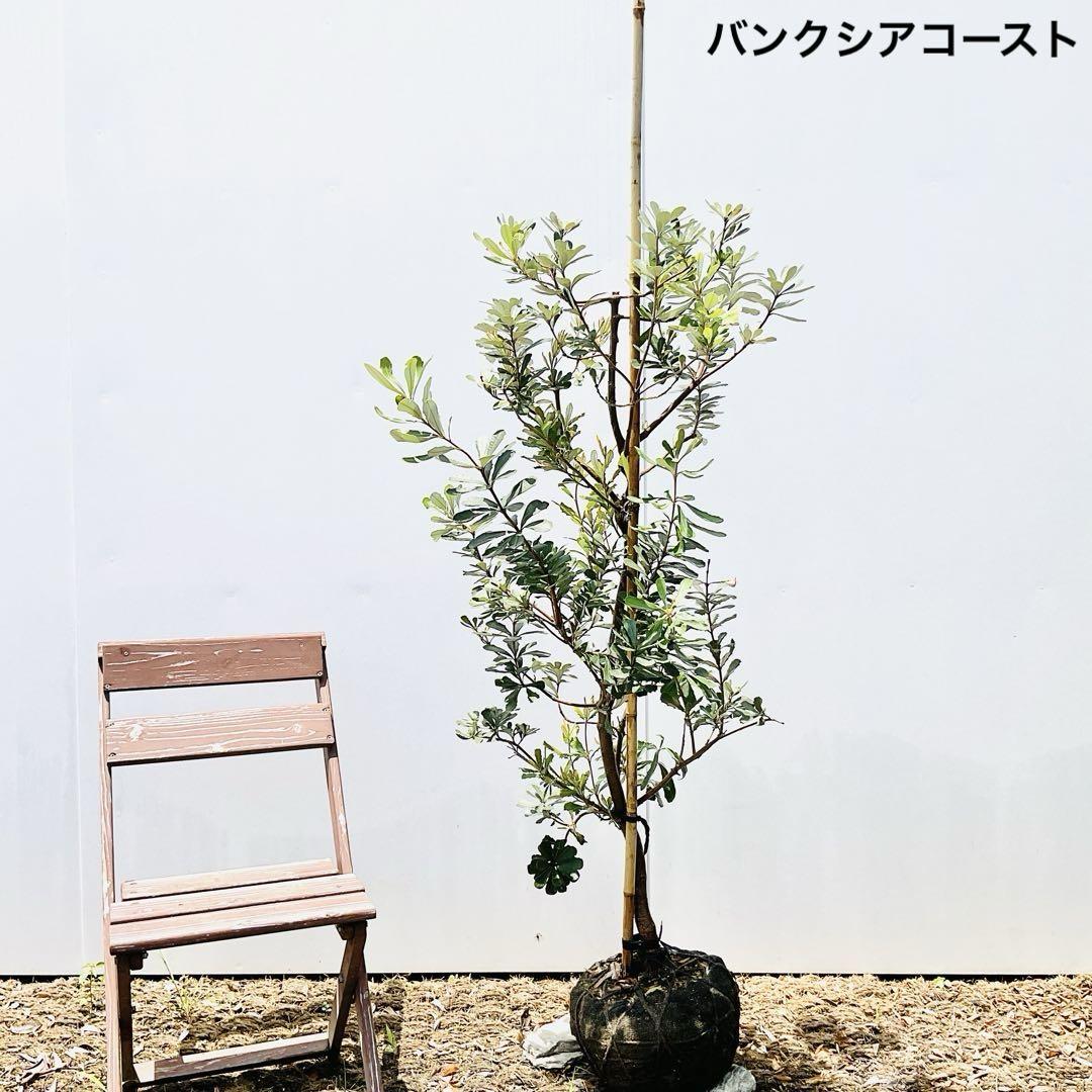 バンクシアコースト　/B3