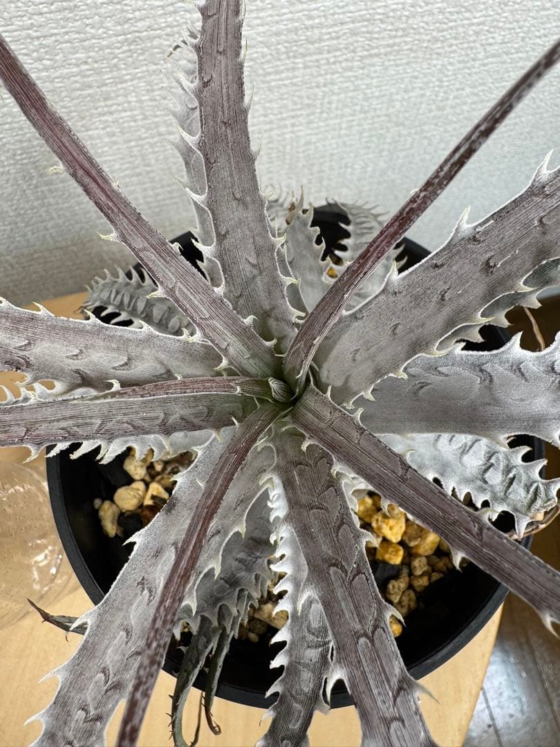 Dyckia goeheingii var. lemei ディッキア Dyckia goeheingii var. lemei ディッキア