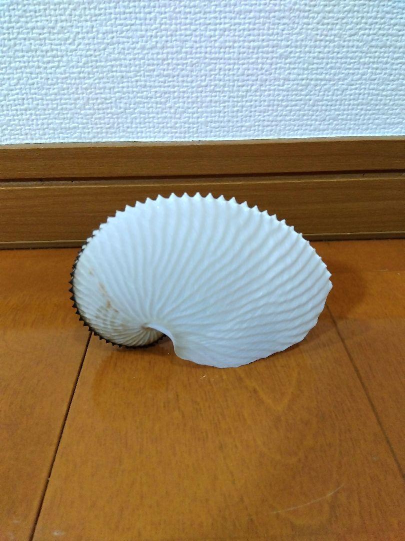 アオイガイ　貝殻　新潟県　日本海海岸 約10cm 卵付着