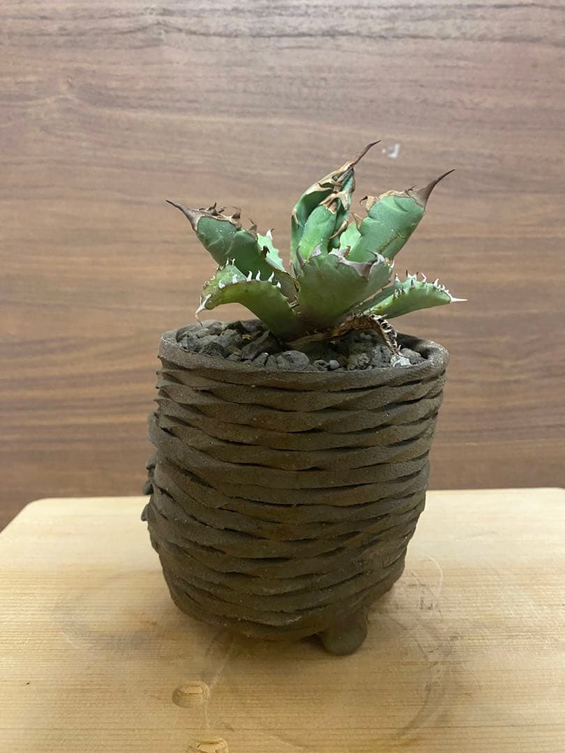 アガベ 姫巌竜 発根活着済‼️ | nalans.com
