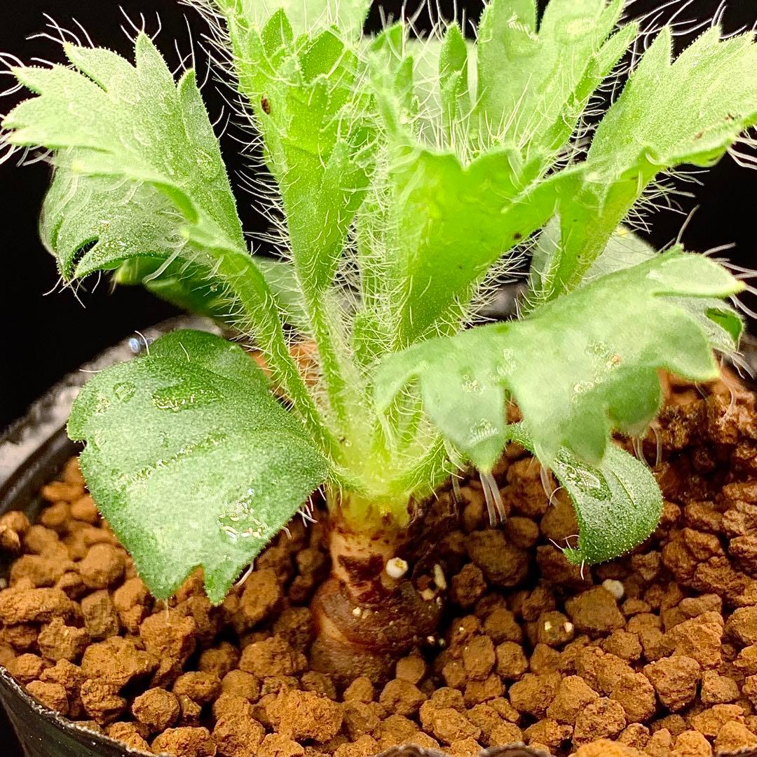 写真2-4枚目！　ペラルゴニウム　カロリヘンリキ　多肉植物　塊根植物　実生 写真2-4枚目！ ペラルゴニウム カロリヘンリキ 多肉植物 塊根植物 実生