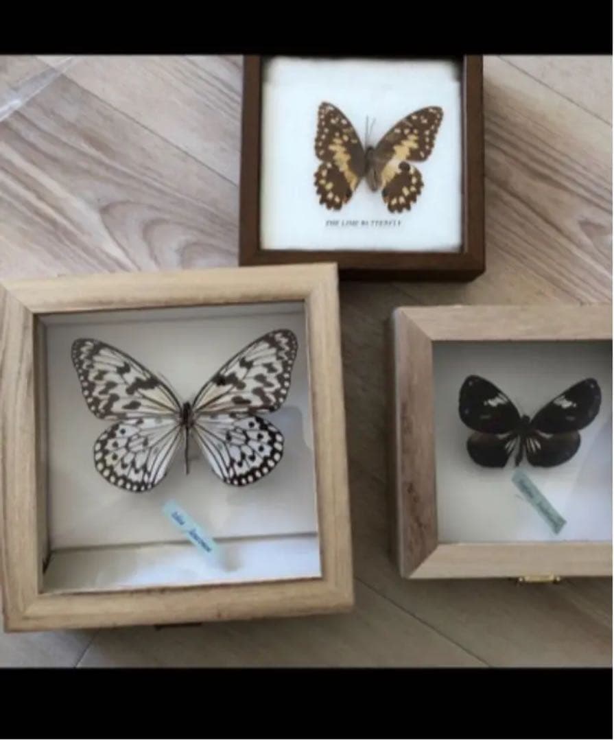 メルカリ 3点セット 蝶の標本 インテリア オオゴマダラ ルリマダラ 置物 6 0 中古や未使用のフリマ