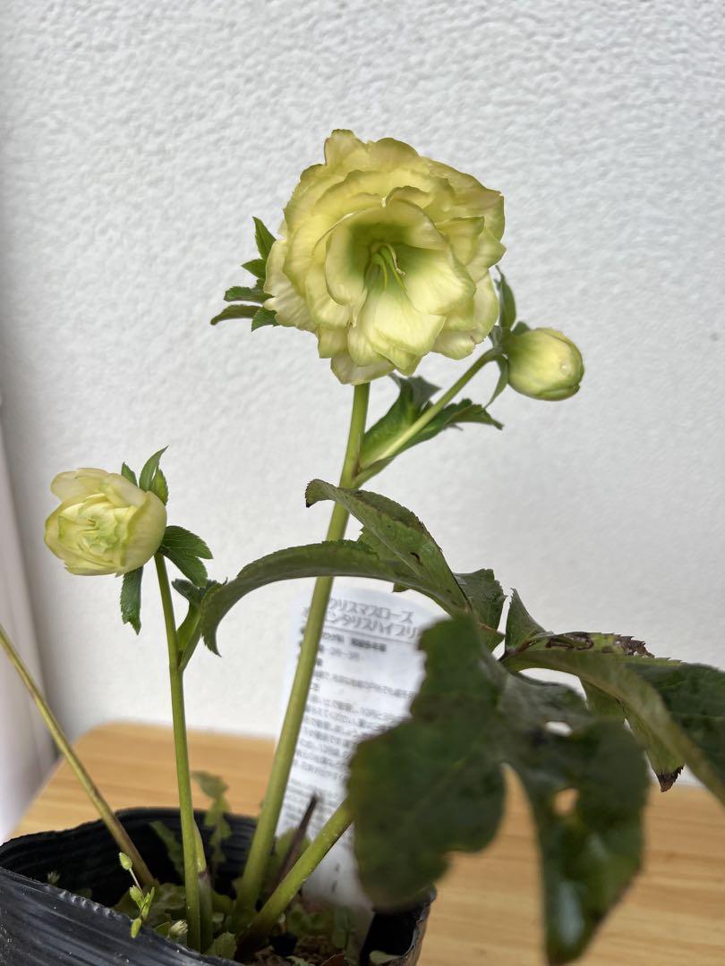 クリスマスローズ　グリーンリップ利休系　開花株