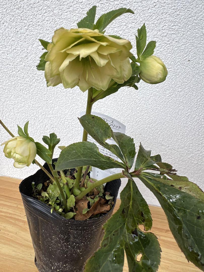 クリスマスローズ　グリーンリップ利休系　開花株