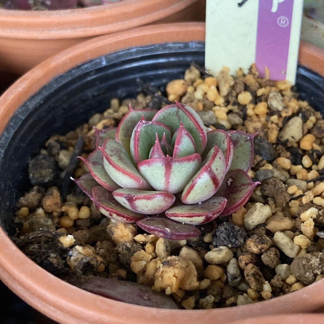 予約販売 多肉植物 紅手鞠 おらいさん ミックスベリア - 植物/観葉植物