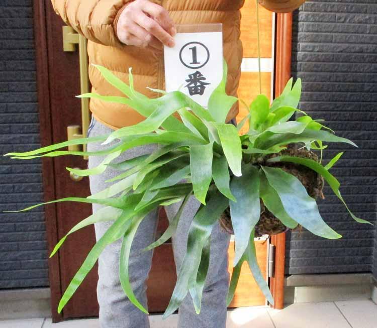 【現品】ビカクシダ・コウモリラン　アルシコルネ 全球　根まき　Ⅰ
