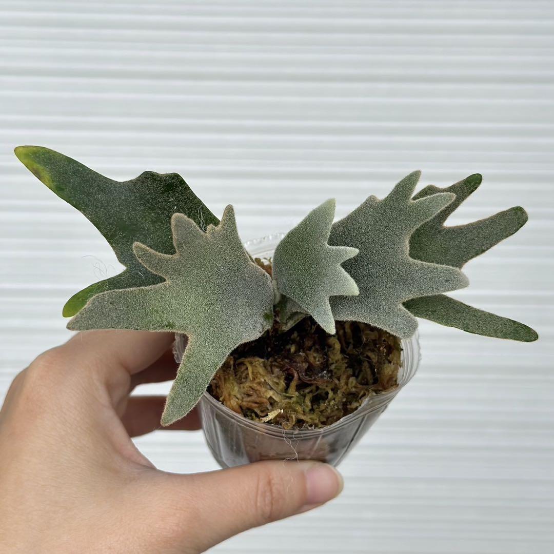 P. willinckii ’Bacteria’ spore 1220