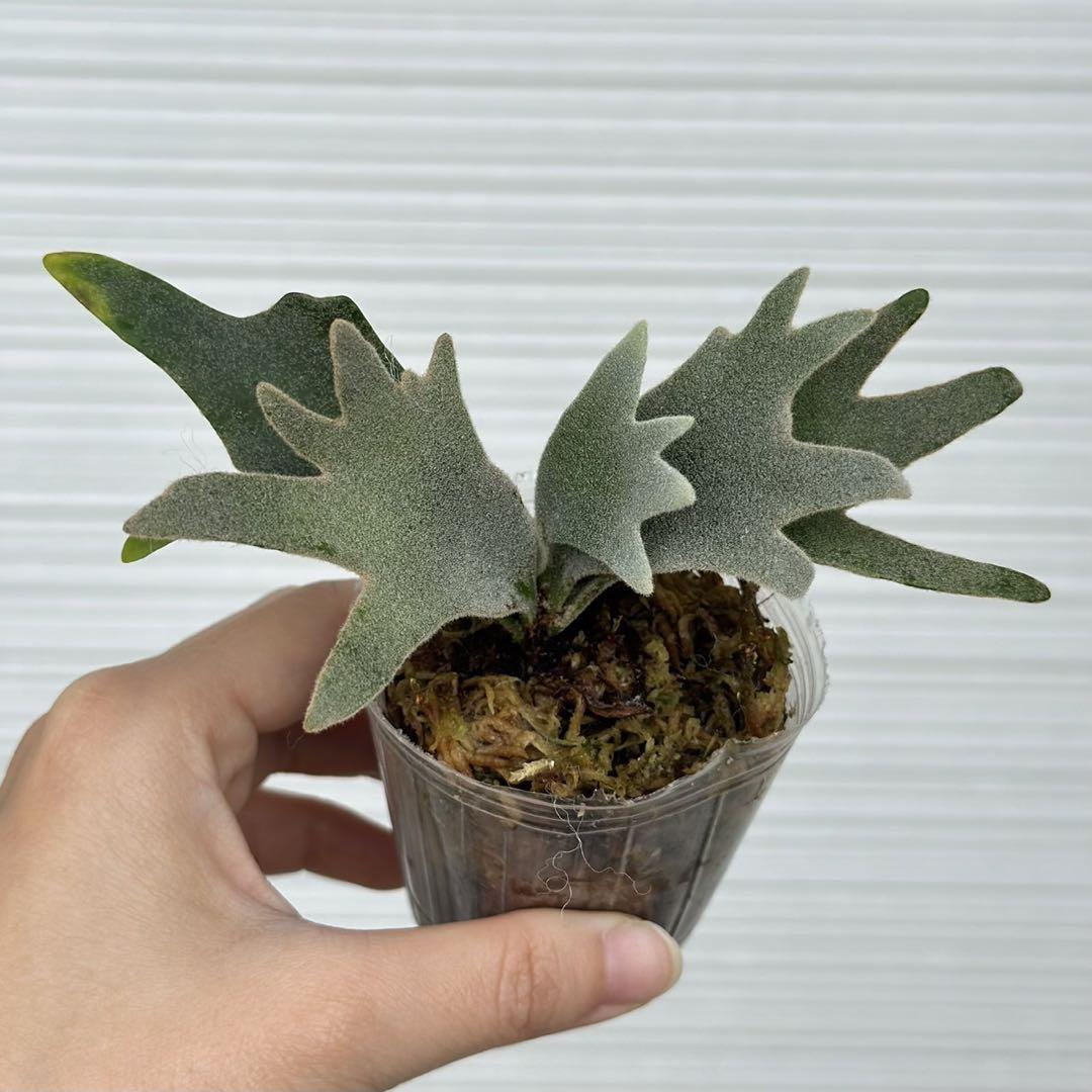 P. willinckii ’Bacteria’ spore 1220