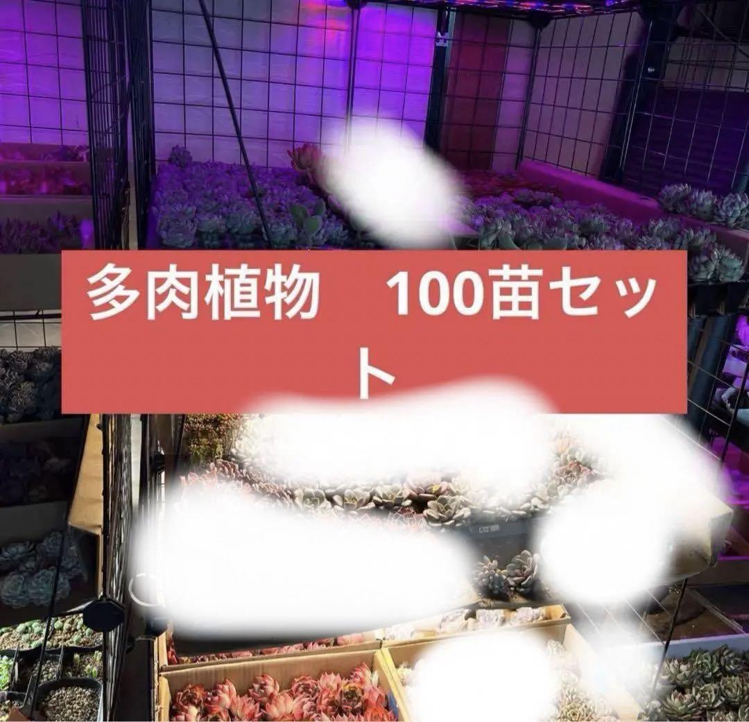 多肉植物 100苗セット