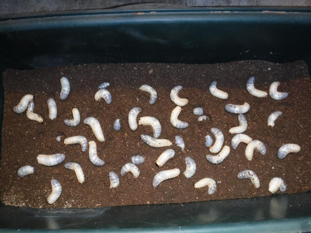 カブト虫マット３２：発酵熟成竹：成虫・幼虫・産卵育成用：１００ℓ