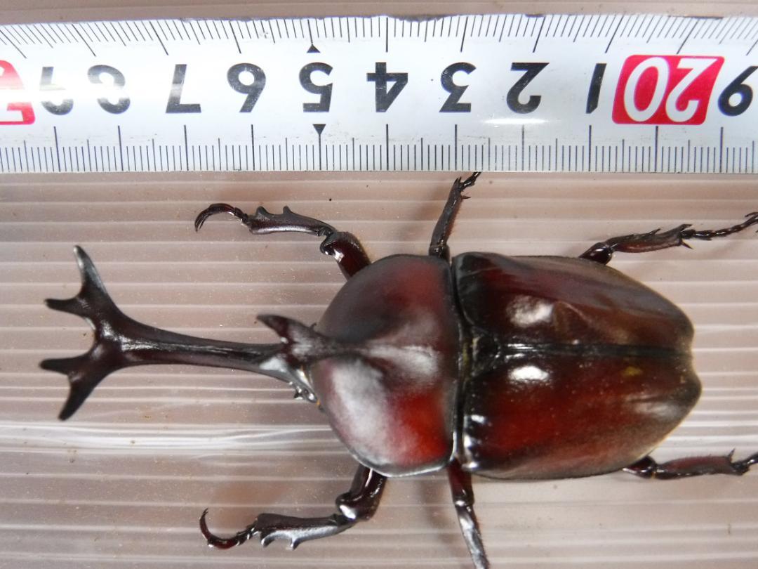 カブト虫マット３２：発酵熟成竹：成虫・幼虫・産卵育成用：１００ℓ