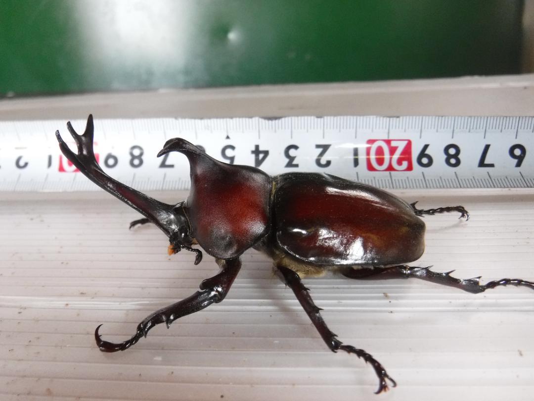 カブト虫マット３２：発酵熟成竹：成虫・幼虫・産卵育成用：１００ℓ
