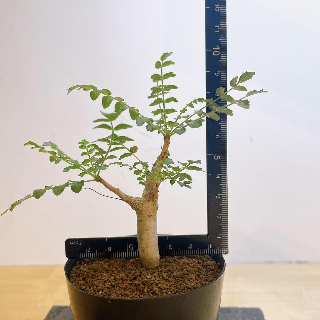 ユーフォルビア エチュベルクローサ 実生 コーデックス 塊根植物