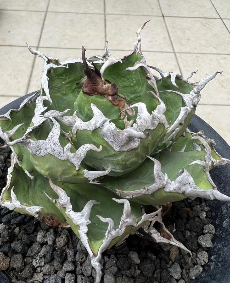 高級感 6アガベ agave チタノタ 狂棘夕映厳竜 老白鲸 子株 植物/観葉