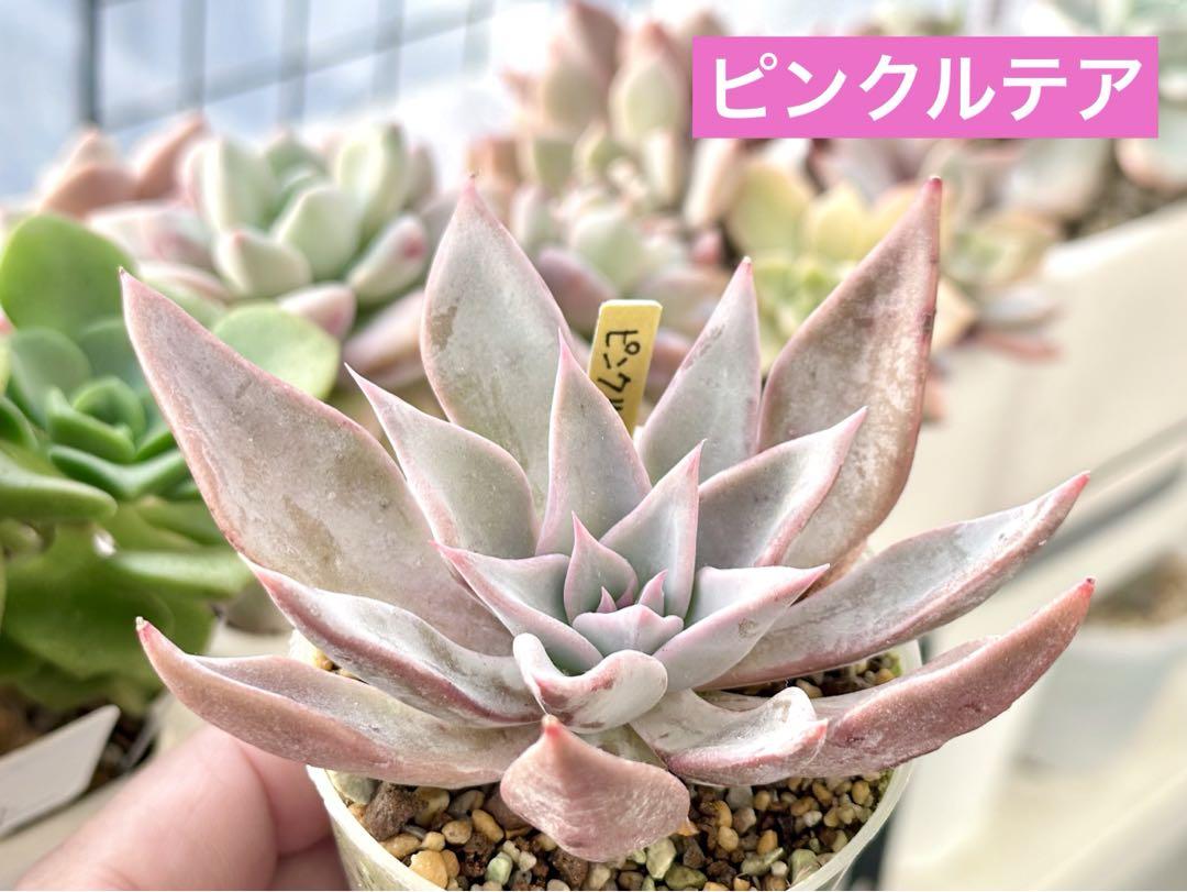 多肉植物【サービス品】ピンクルテア