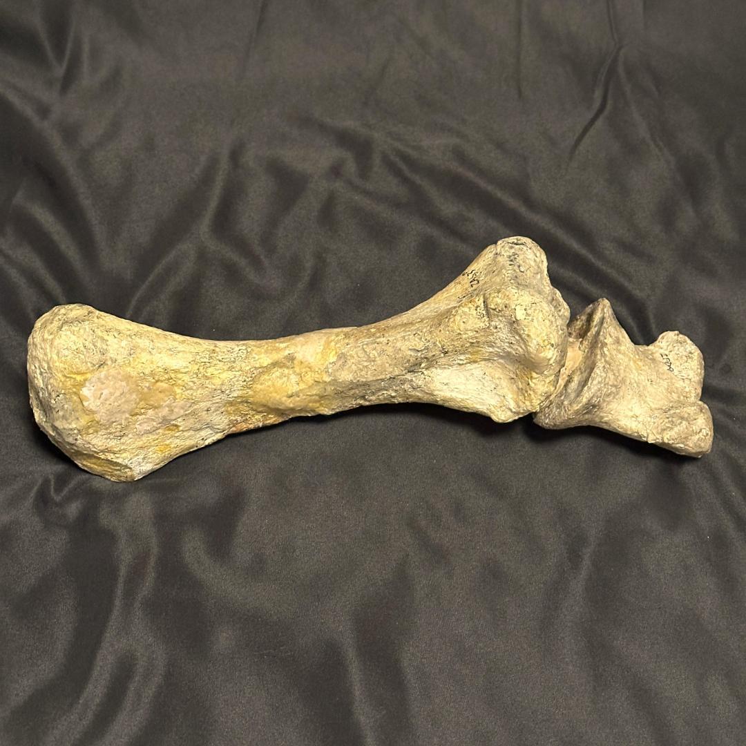 竜脚類 脚部 化石 プラテオサウルス 標本 恐竜 三葉虫 歯 牙 爪 1186①