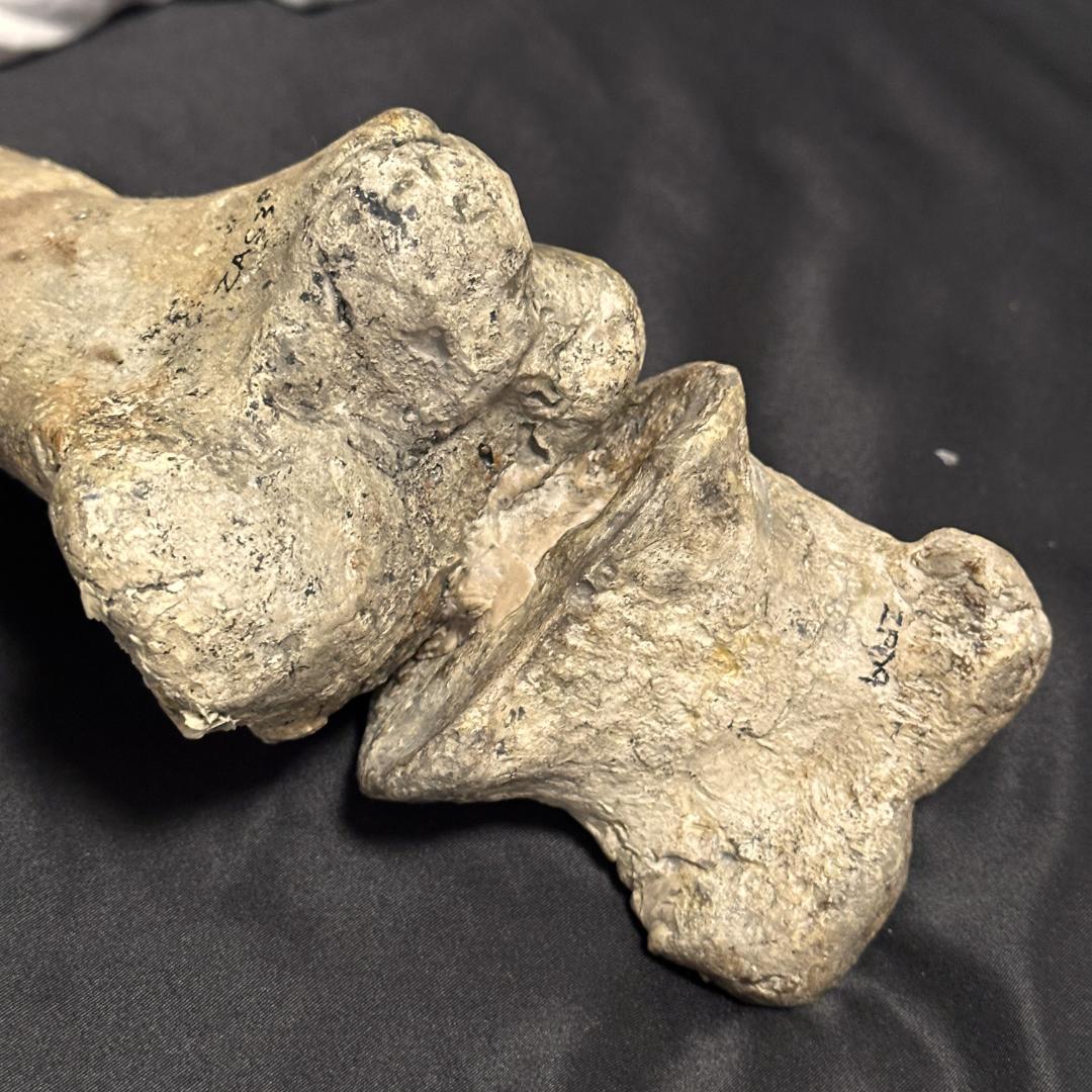 竜脚類 脚部 化石 プラテオサウルス 標本 恐竜 三葉虫 歯 牙 爪 1186①