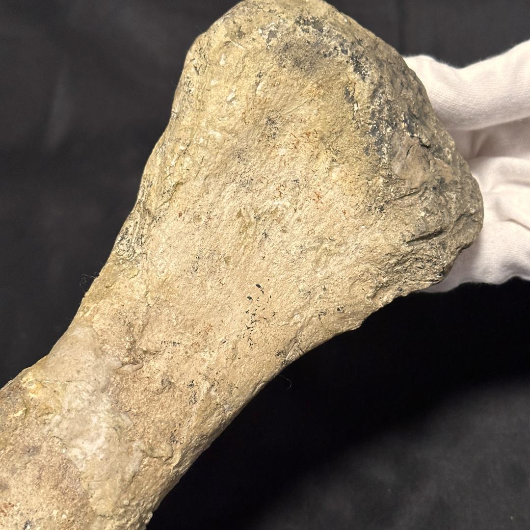 竜脚類 脚部 化石 プラテオサウルス 標本 恐竜 三葉虫 歯 牙 爪 1186①