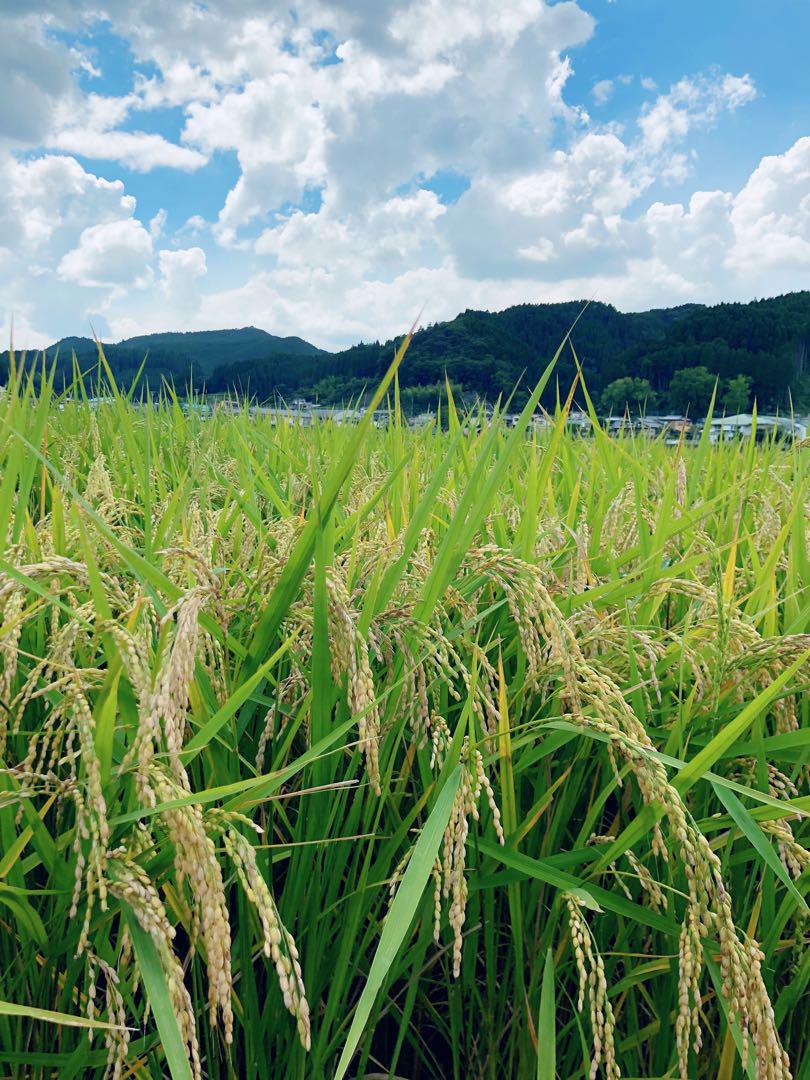 ラキ【送料無料】 令和6年産 新米『ひとめぼれ』10Kg