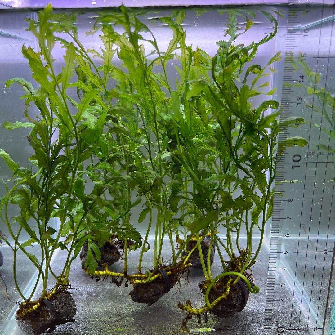 楽天市場】（水草）ボルビティス ヒュディロティ石付（水中葉