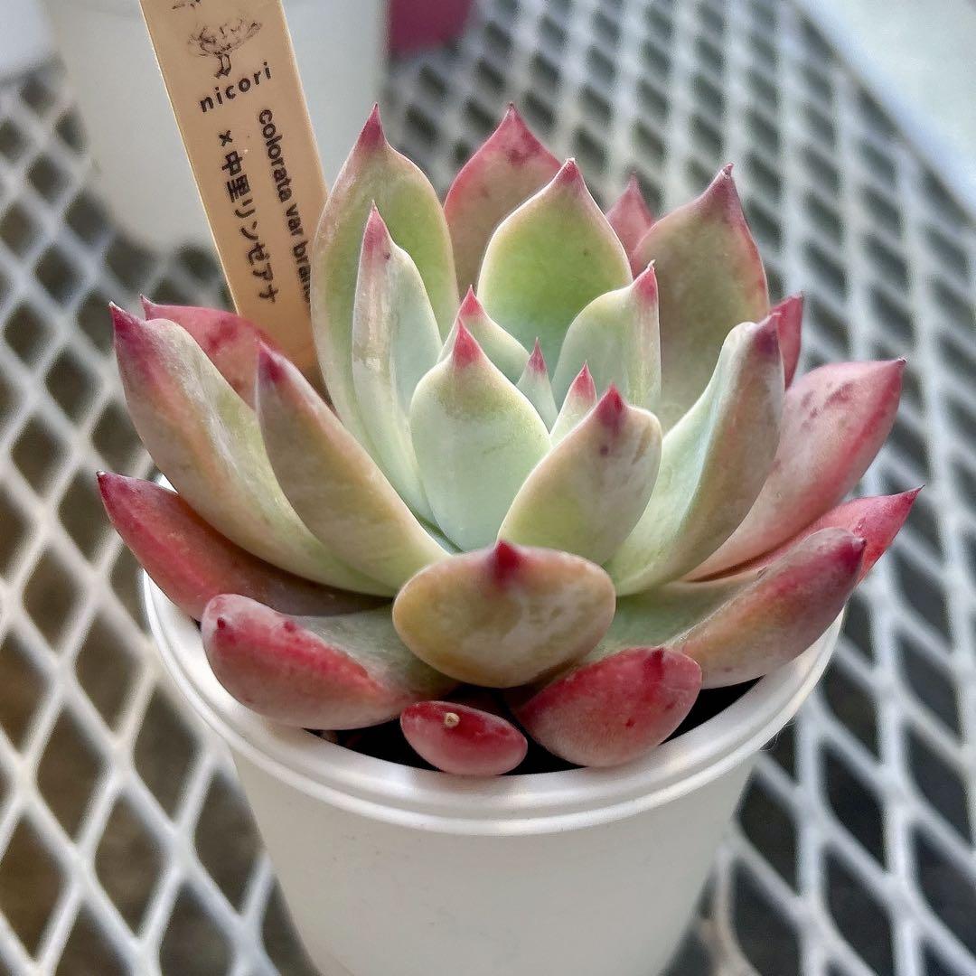 ニコリさん苗colorata var brandtii ×中里リンゼアナ　札付き