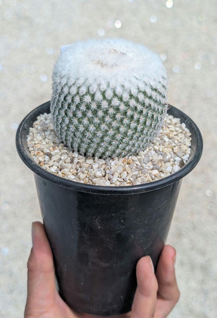 白刺月世界 大株 実生 鉢植えメルカリ便送料込み - メルカリ