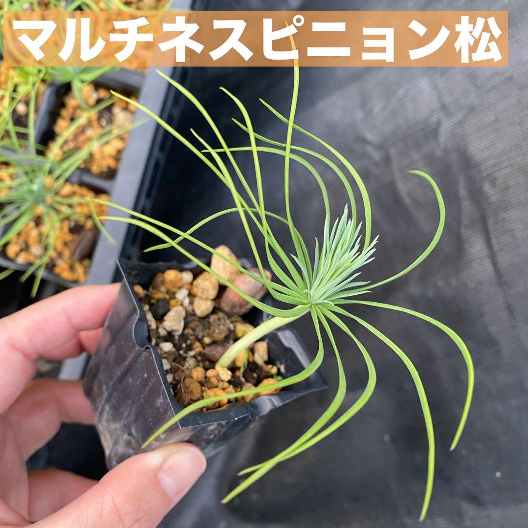 1月入荷 50粒+ マルチネスピニョンマツ 種 種子 証明書あり1104 1月入荷 50粒+ マルチネスピニョンマツ 種 種子 証明書あり1104