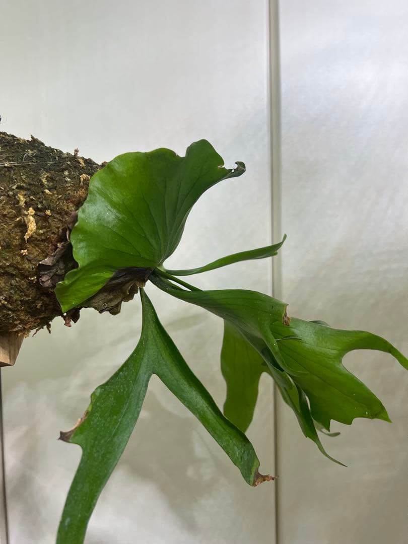 P. Coronarium ビカクシダ コロナリウム目立った傷や汚れなし YUZUMIYA_COM