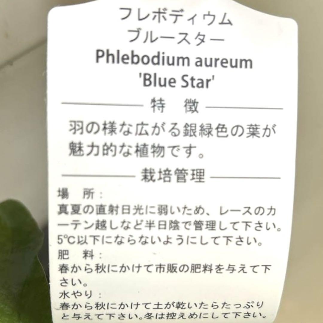 フレボディウム ブルースター 3.5号ポット苗《5/2》 観葉植物 画像8