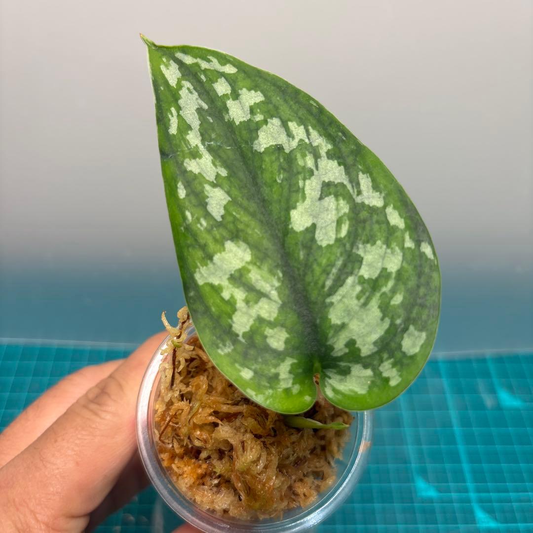 sp GOG目立った傷や汚れなし