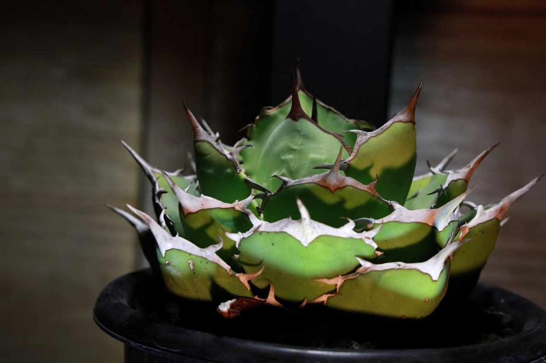 agave　アガベ　チタノタ　ノーネーム　多肉　サボテン