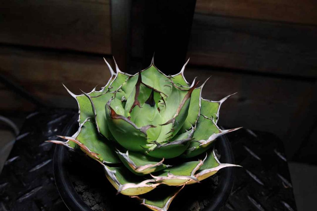 agave　アガベ　チタノタ　ノーネーム　多肉　サボテン