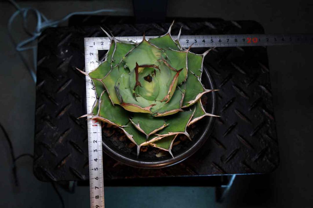 agave　アガベ　チタノタ　ノーネーム　多肉　サボテン