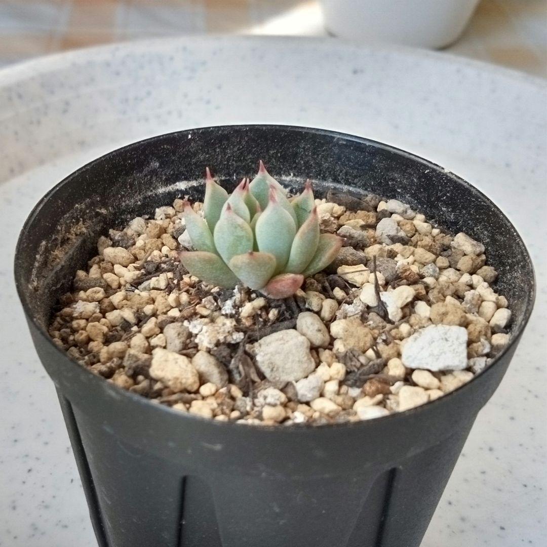 ザラゴーサspノバ　多肉植物