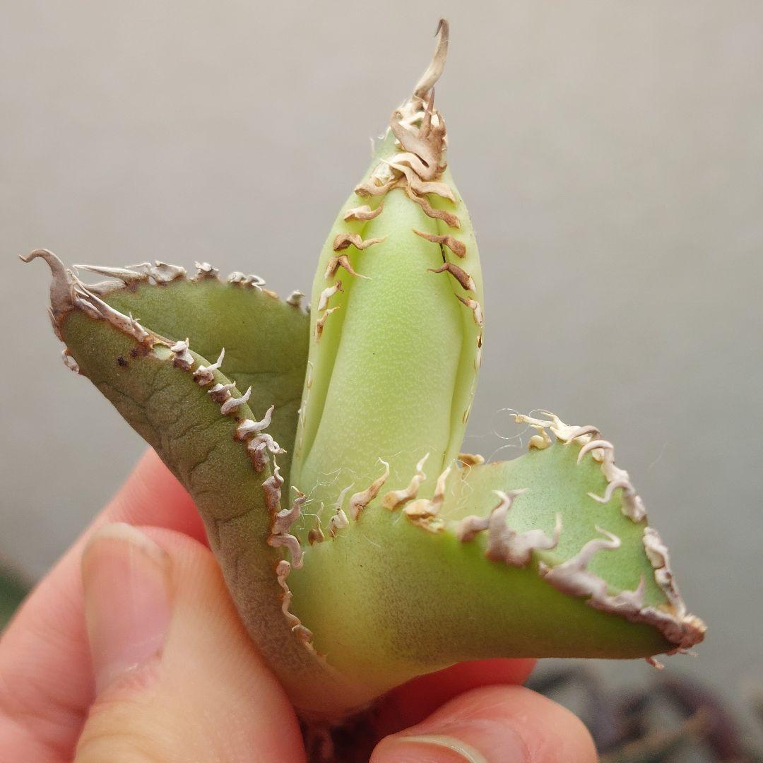 特選アガベ カキコ●メルカリ便 チタノタ 検索;サラマンダーsalamander 特選アガベ カキコ○メルカリ便 チタノタ 検索;サラマンダーsalamander