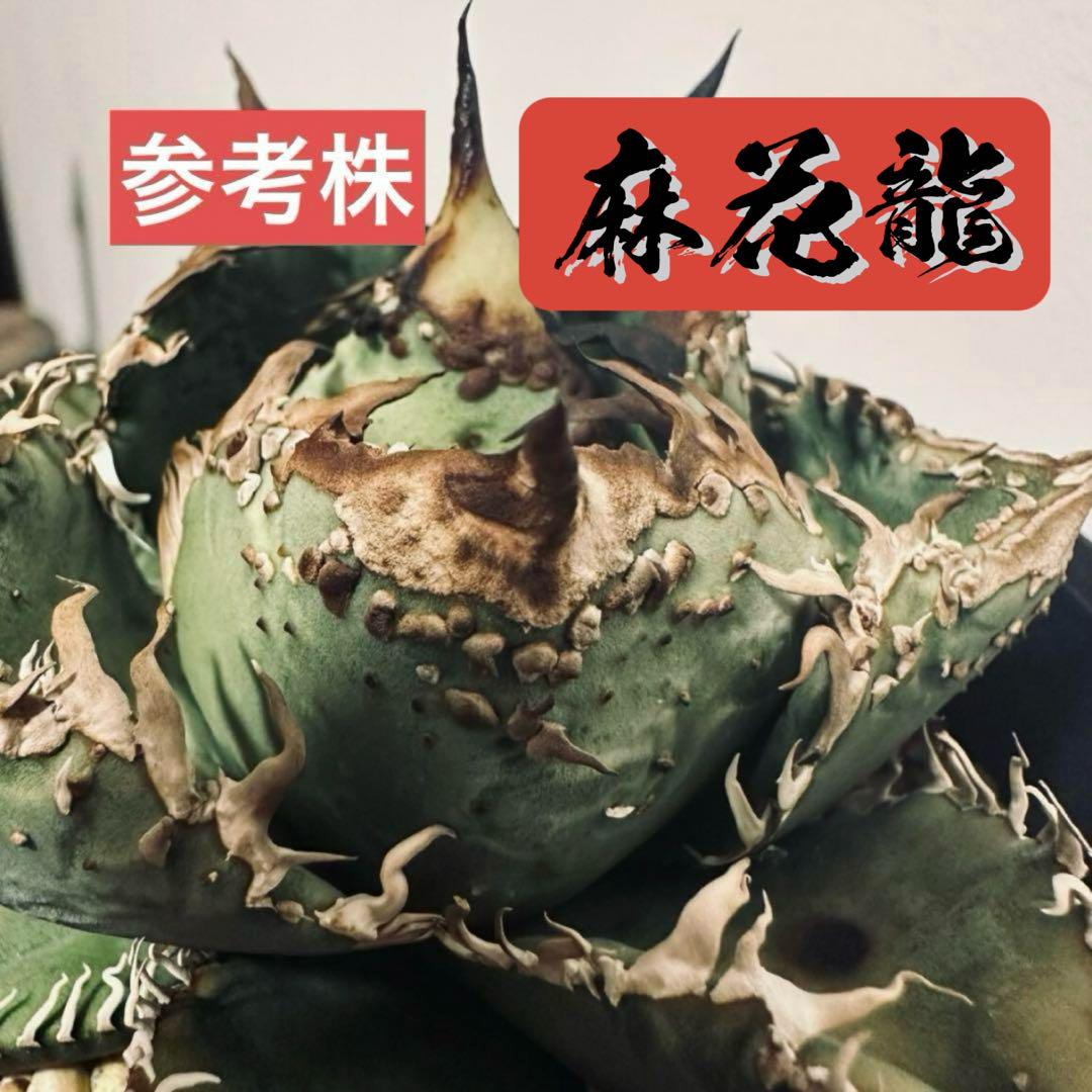 n7 高級品種 麻花龍 チタノタ アガベ 台湾 ブツブツ 優良血統