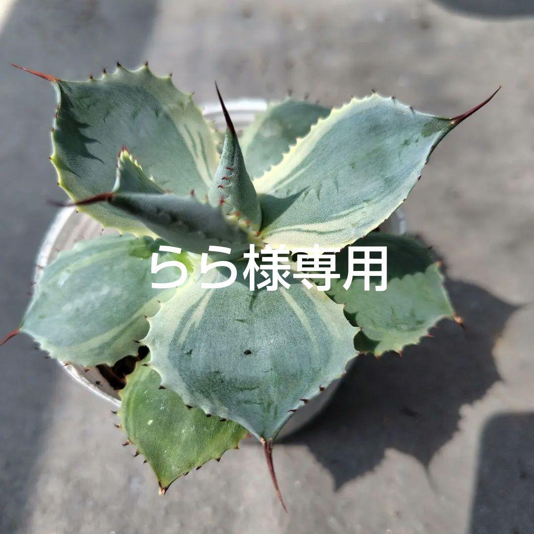 アガベ吉祥冠斑入り 抜き苗発送 - メルカリ