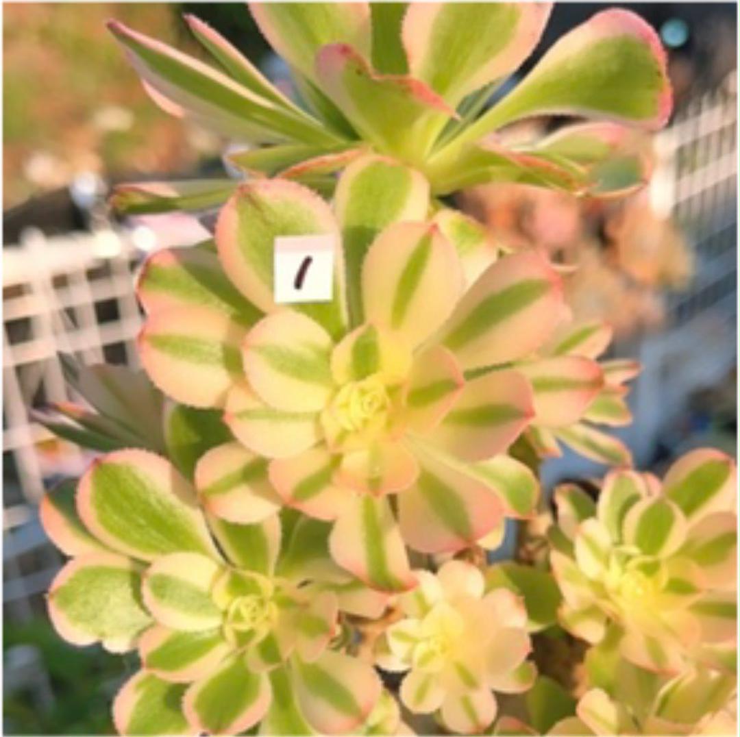 多肉植物❤️アエオニウム❤️ 艶日傘法師❤️1頭6cmカット苗