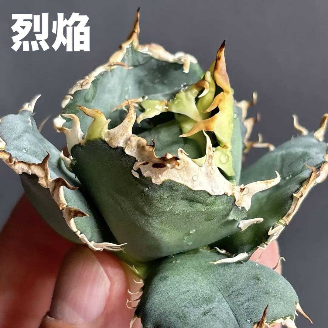 烈焔 アガベチタノタ ちょいブツ　子株